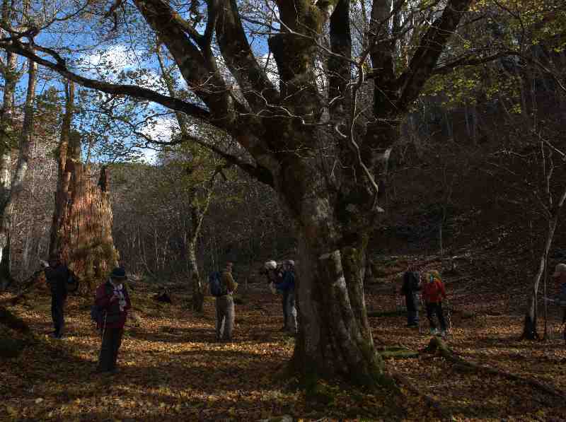 7.�J�G�f�̗��t