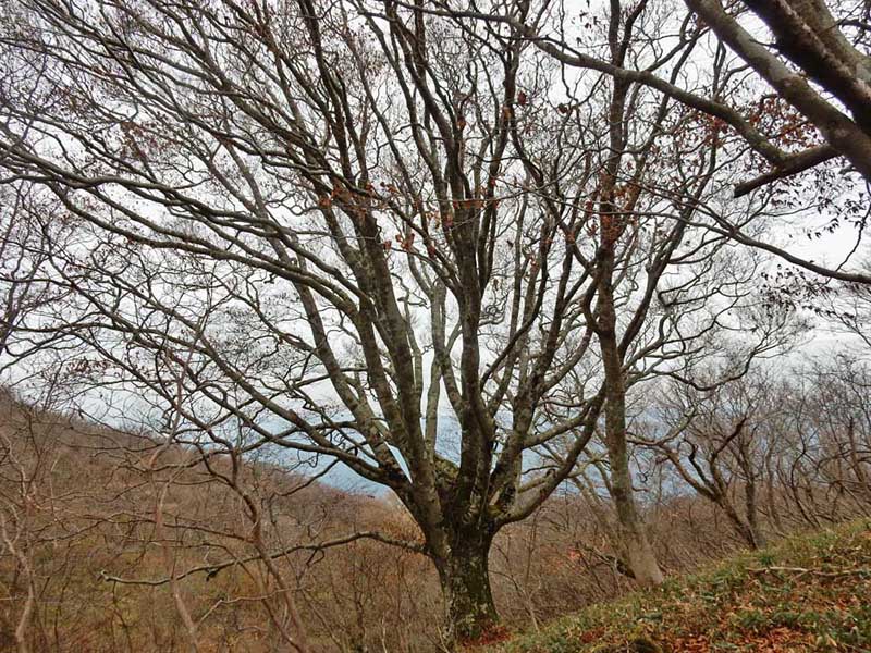 4.�}�����ꂵ���u�i