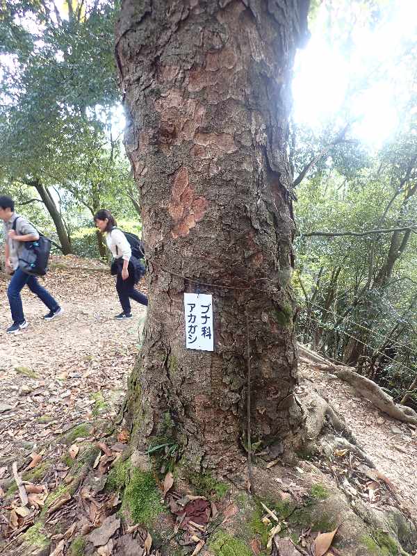 4.�A�J�K�V�̎���