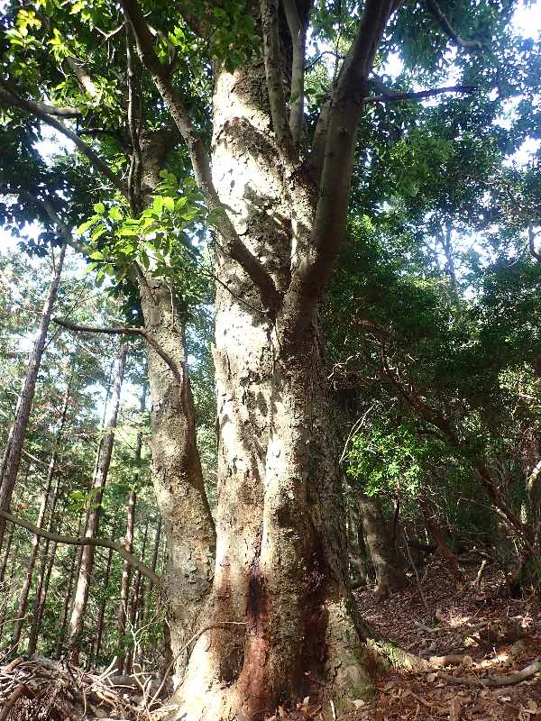 6.�A�J�K�V�̋���3m�z��