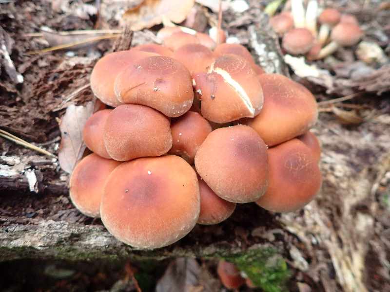 10.�N���^�P�I�H