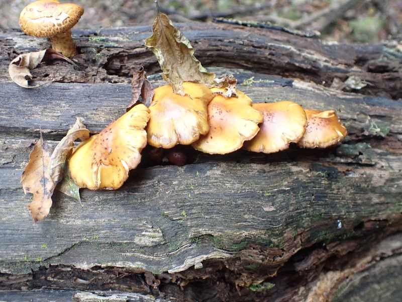 11.�k�����X�M�^�P