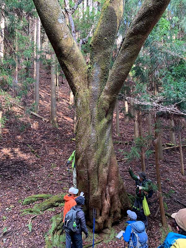 8.���}�U�N���̋��؁i3.75m�j