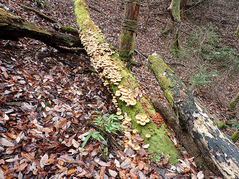 10.ナメコの群落(H)