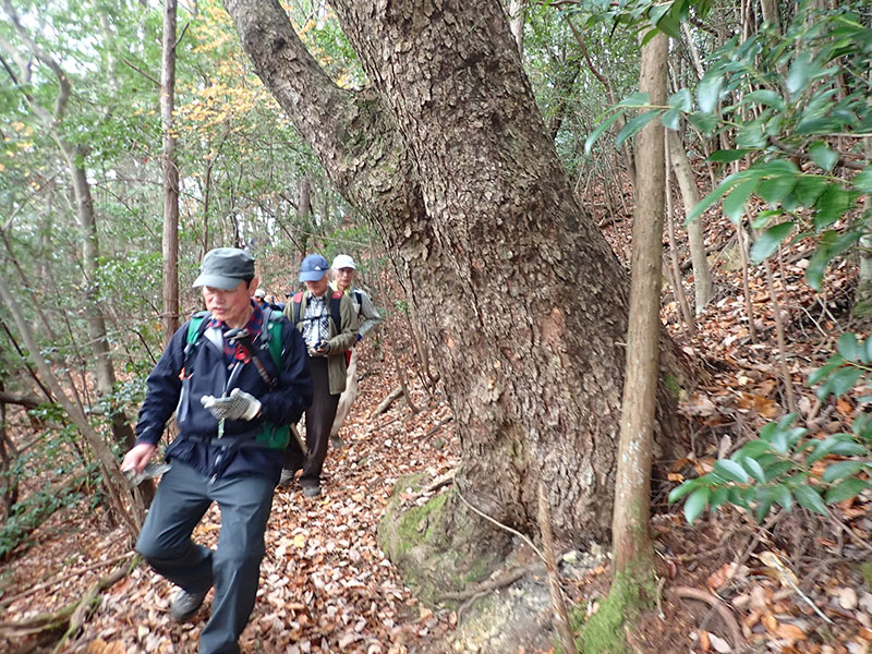 13.シャブシの大木(H)