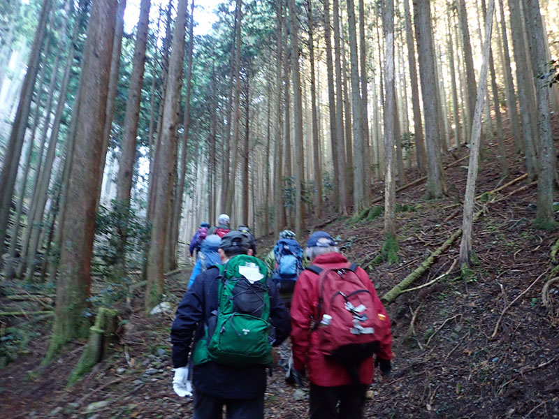 2.植林下を登る(N)