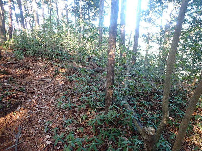 6.江文峠分岐、ヒカゲツツジの群落(H)