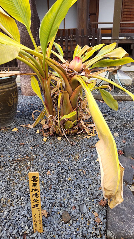 11.西雲寺・雲南地湧金蓮