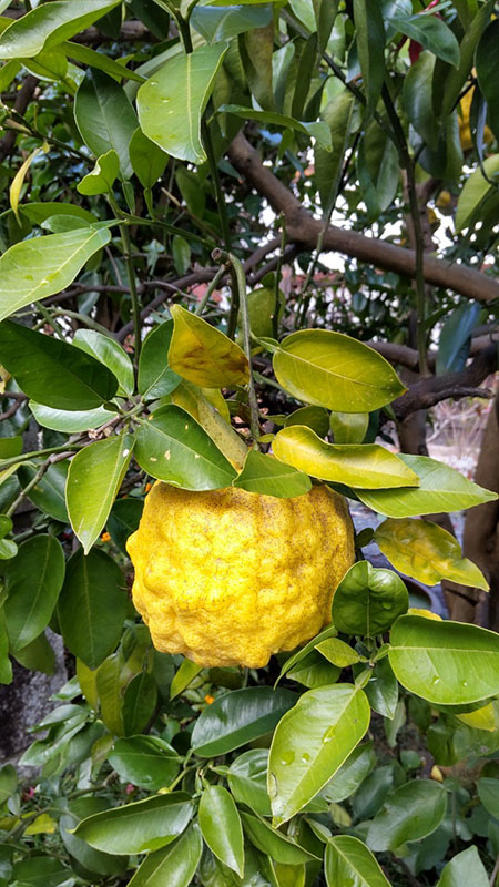 12.会津小鉄墓側の獅子（おに）柚子