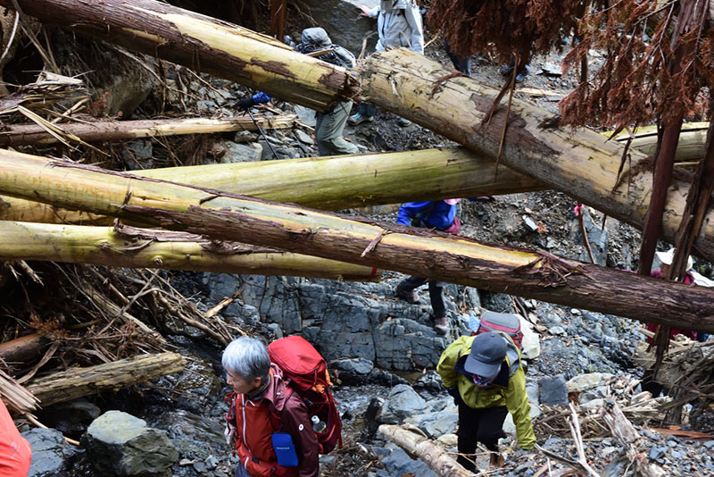 10.倒木を潜って(N)