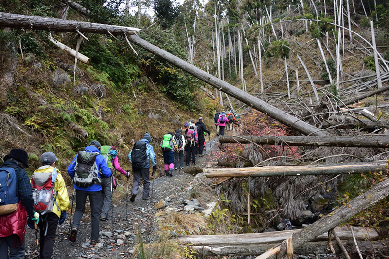 9.倒木を見ながら(N)