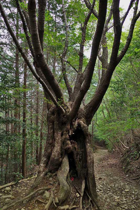 1.���̂܂񒆂ɑ傫�ȍ��̖�