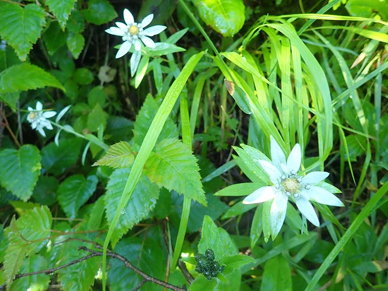 11.ウスユキソウ