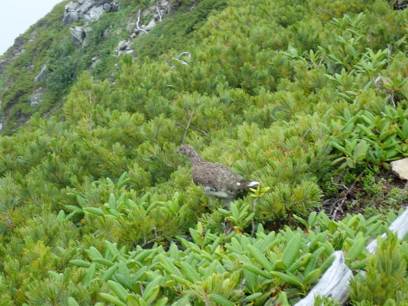 7.尾の白いライチョウ