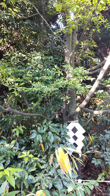 19.今生天皇お手植えの椥の木