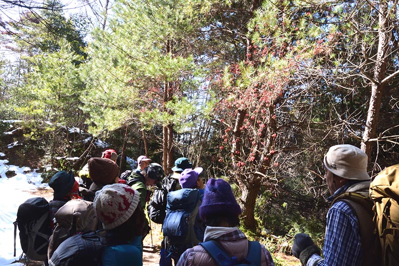 3.サルトリイバラの実