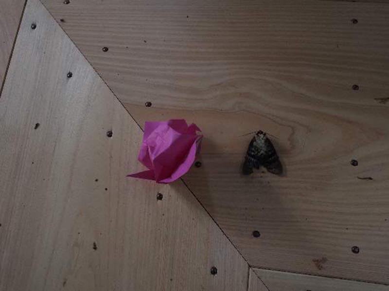 5.フクラスズメ、折り紙と蛾