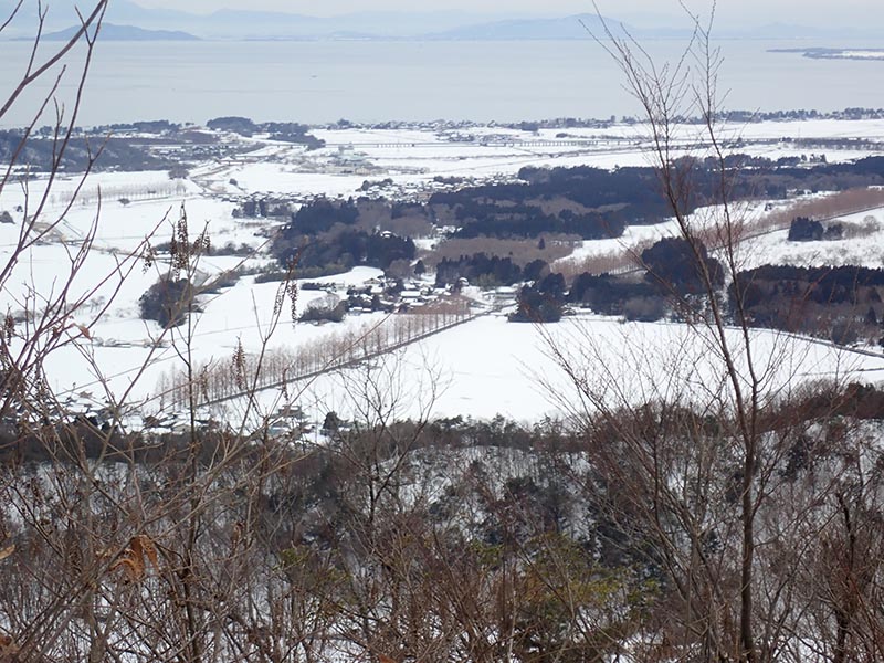 9.メタセコイア並木