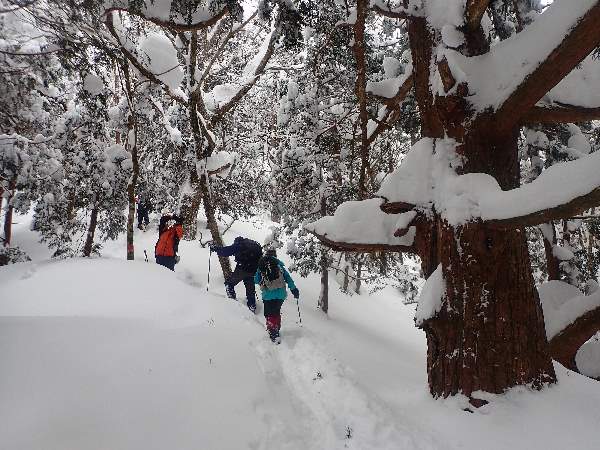 3.杉巨木を横目に