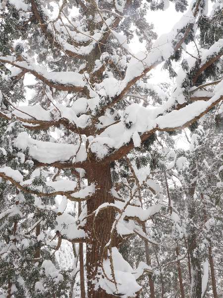 8.下山、スギの巨木