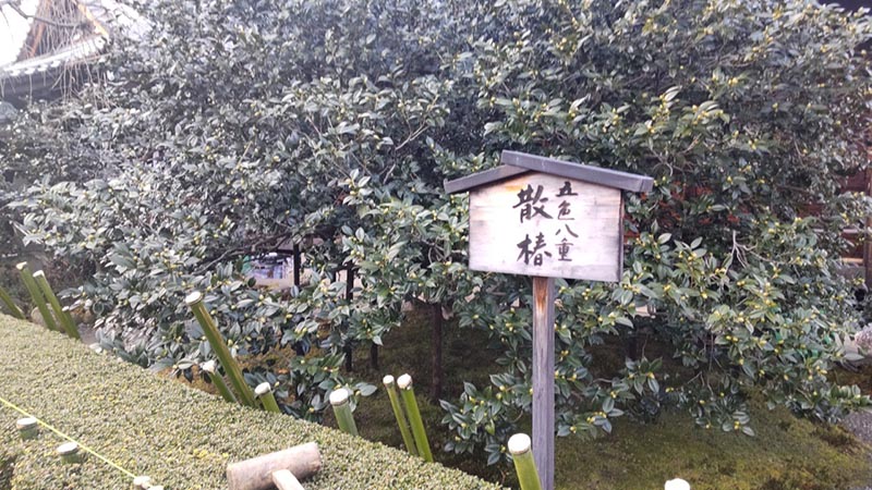 1.地蔵院・五色八重散椿