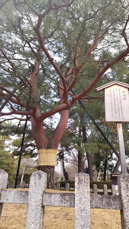 6.北野天満宮・影向松