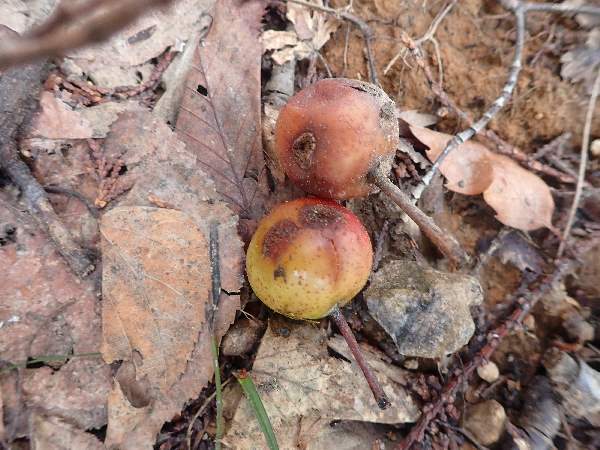 4.オオウラジロノキの実