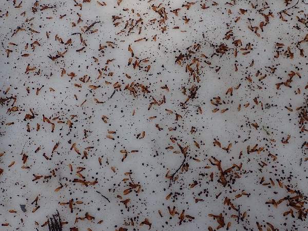 5.雪上の種模様