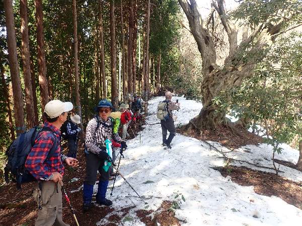 6.イヌシデ巨木