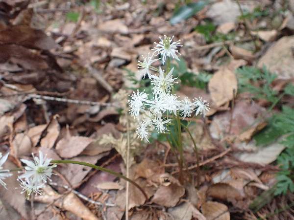 11.セリバオウレン