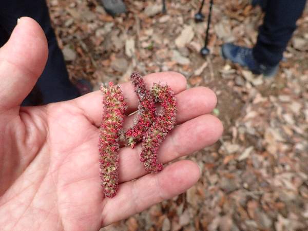 5.ヤマナラシの花