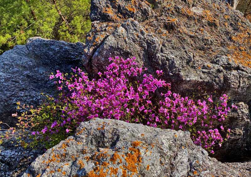 5.コバノミツバツツジ