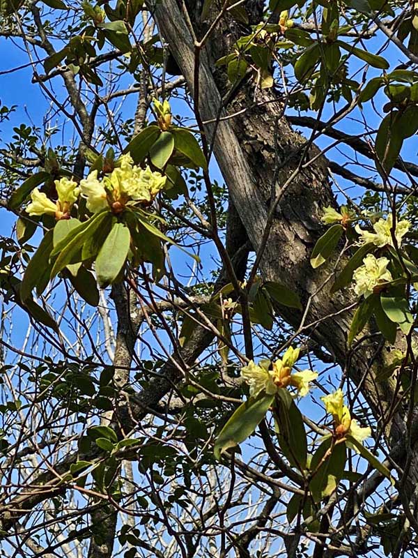 6.ヒカゲツツジ