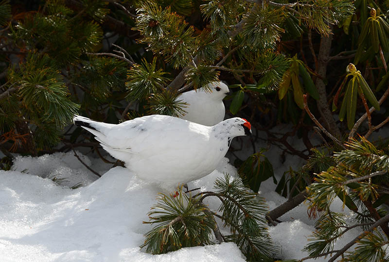 4.雷鳥のペア