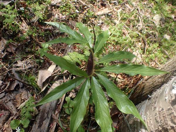 5.ウラシマソウ