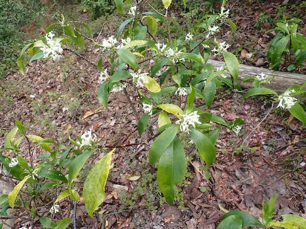 7.コショウノキ