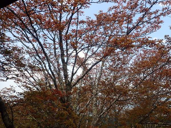 9.奥千本も葉桜