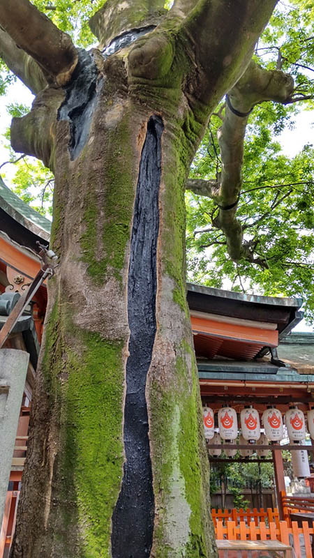 14.武信稲荷神社　榎