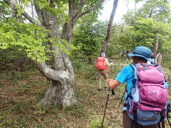4.イヌシデ巨木