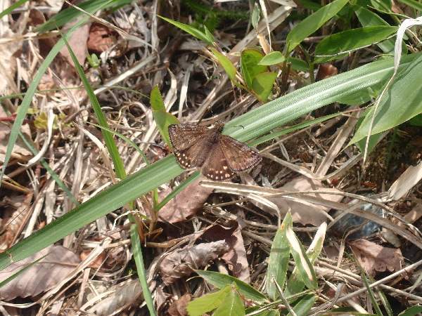 7.山頂に飛ぶミヤマセセリ