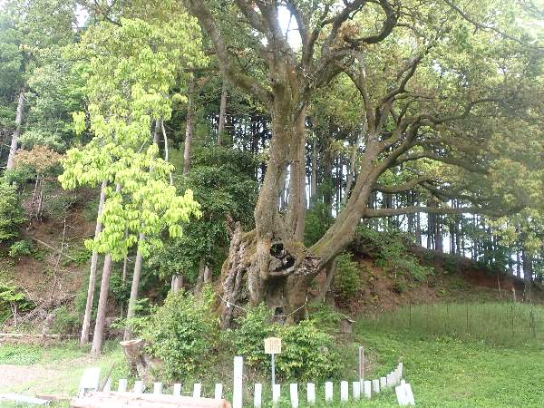 大音のシラカシ
