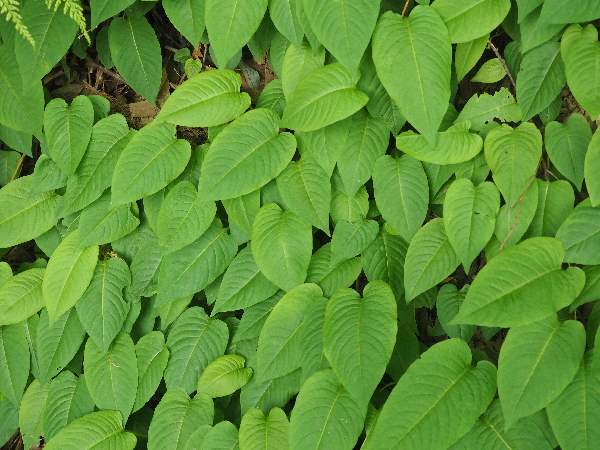 10.ハルトラノオ