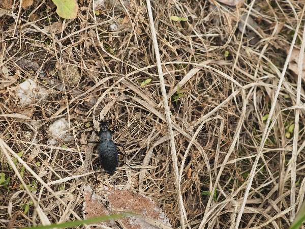 11.オオオサムシ