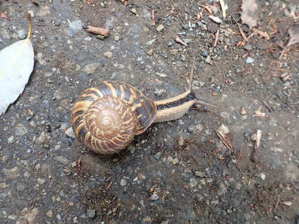 12.マイマイの仲間