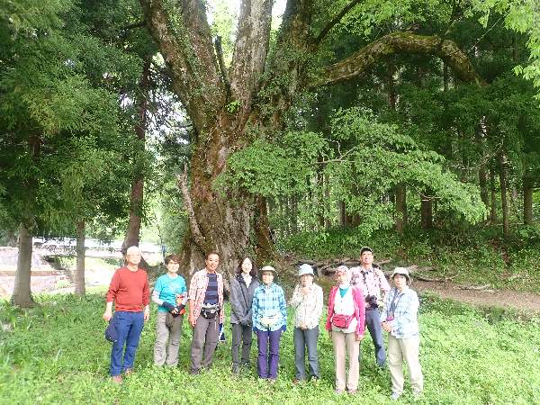4.菅並の大ケヤキ　700年幹回り8.2m