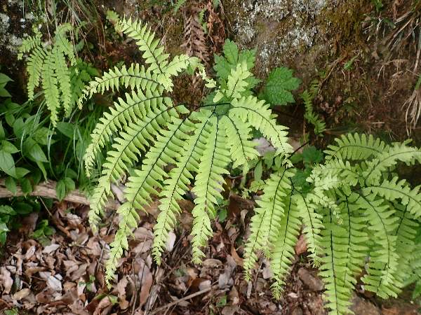 7.クジャクシダ