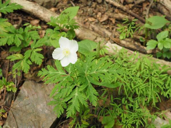 9.イチリンソウ