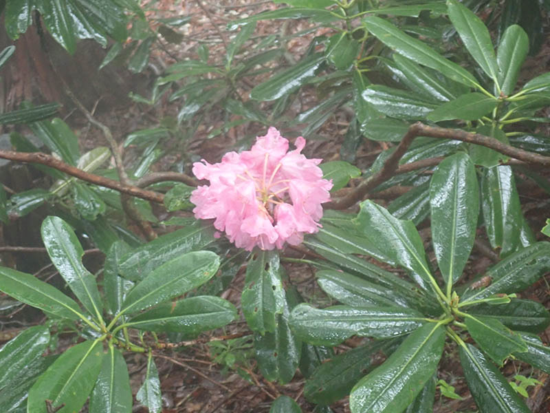 3.かろうじて残っていたシャクナゲ