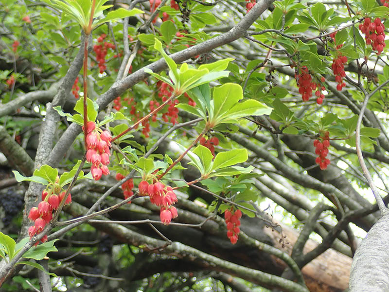 8.ドウダンツツジ