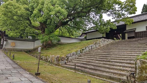 3.青蓮院　大クスノキ